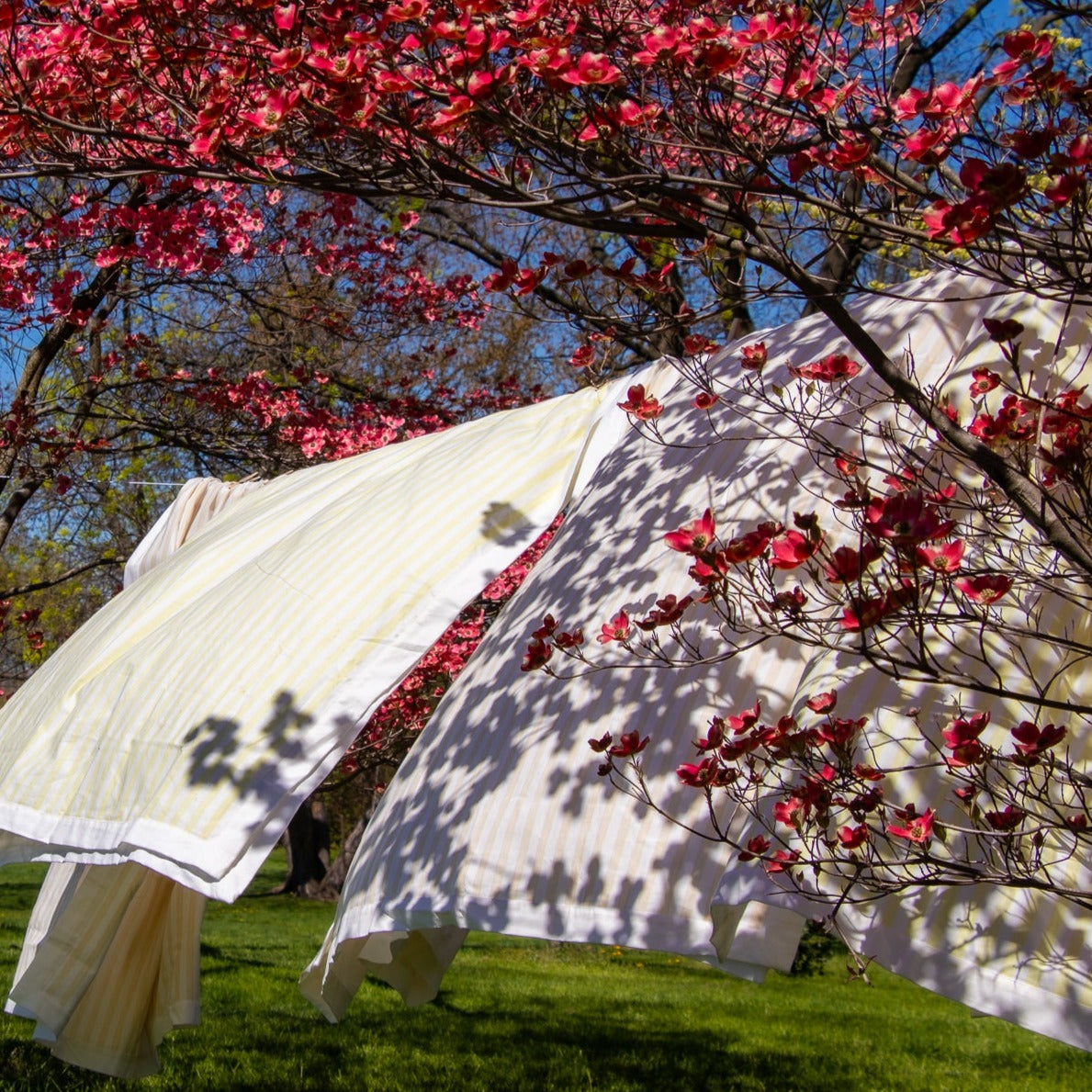 Lychee Sorbet Colored Striped Tablecloth in Cotton and Linen Hanging on an Outdoor Clothing Line Amongst Blossoms