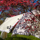 Lychee Sorbet Colored Striped Tablecloth in Cotton and Linen Hanging on an Outdoor Clothing Line Amongst Blossoms