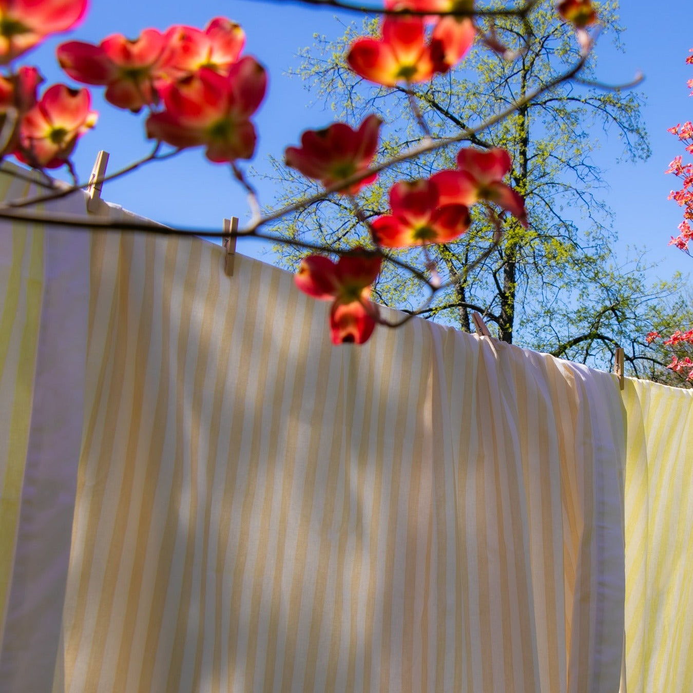 Lychee Sorbet Colored Striped Tablecloth in Cotton and Linen Hanging on an Outdoor Clothing Line Amongst Blossoms