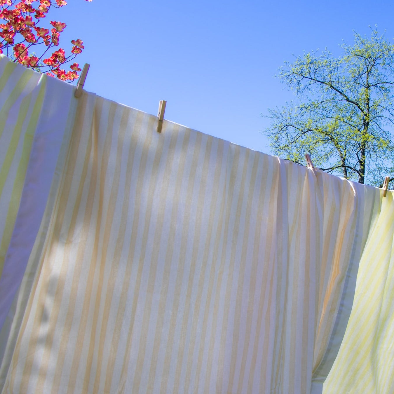 Lychee Sorbet Colored Striped Tablecloth in Cotton and Linen Hanging on an Outdoor Clothing Line Amongst Blossoms